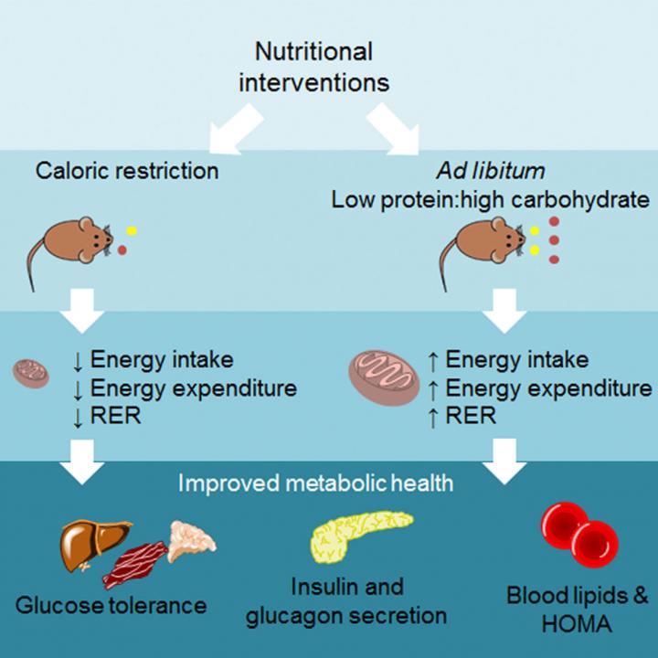 Nutritional Interventions Improve Metabolic Health in Mice