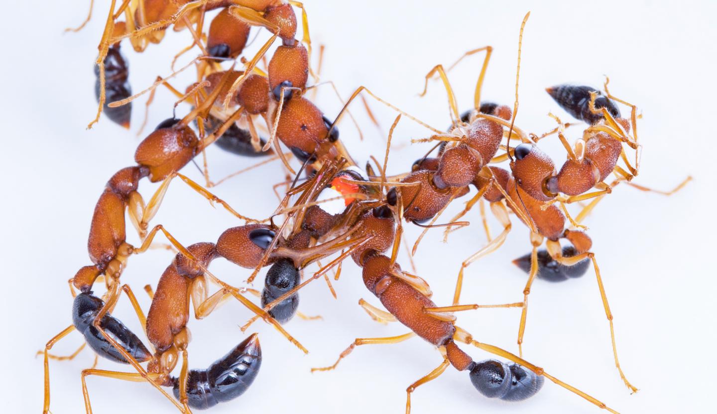 Ant Policing Behavior