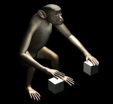 Brain-Machine Interface Lets Monkeys Control 2 Virtual Arms (3 of 5)