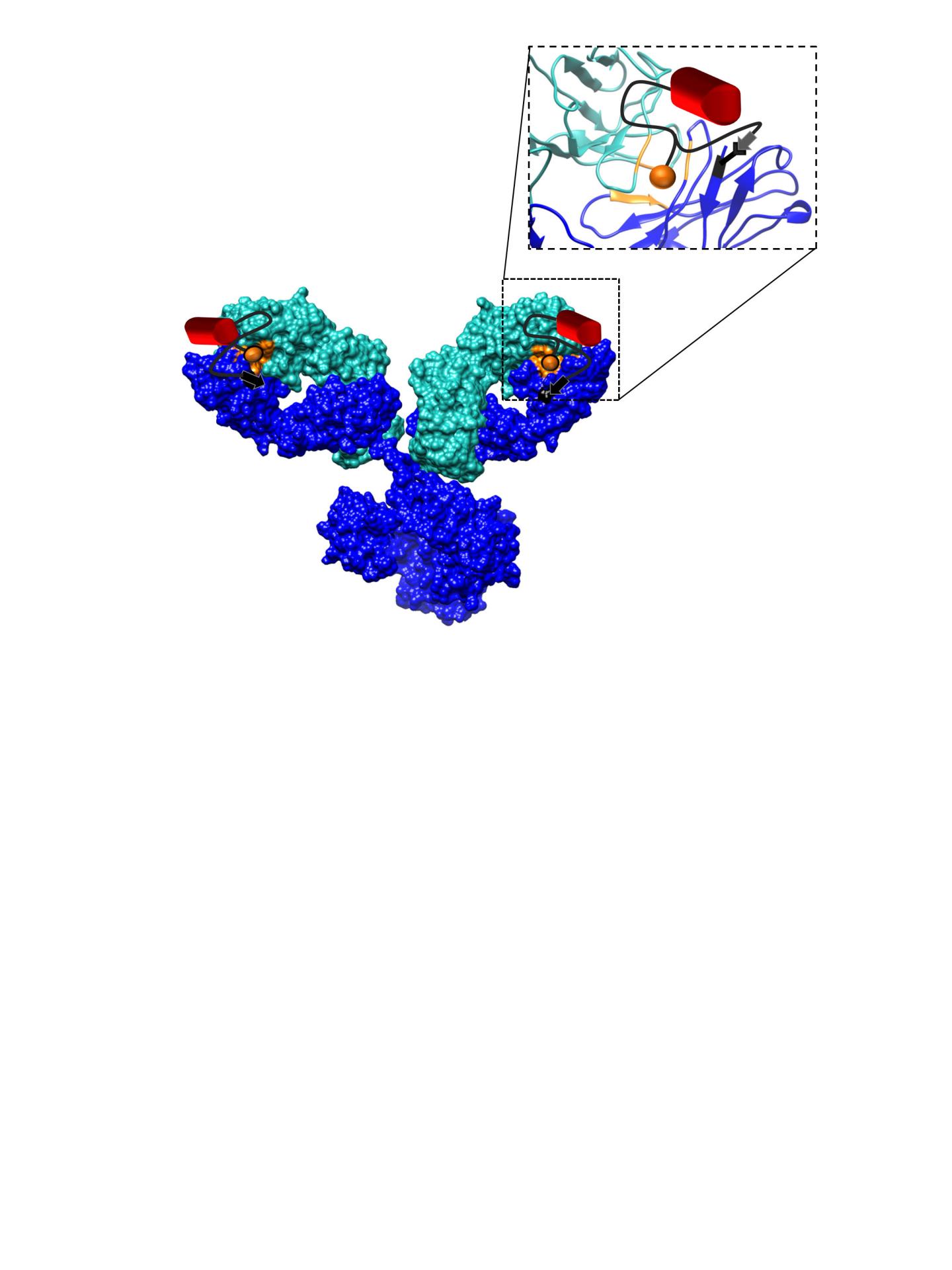 Covalent heterobivalent inhibitor binding to the antigen binding site
