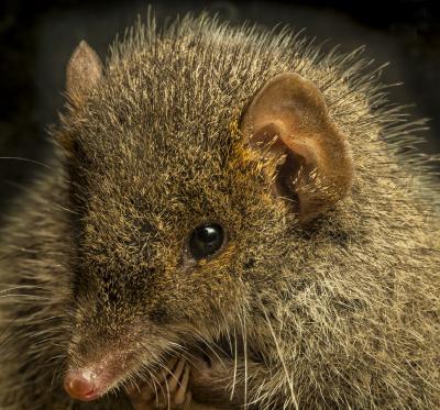 Black-tailed Antechinus