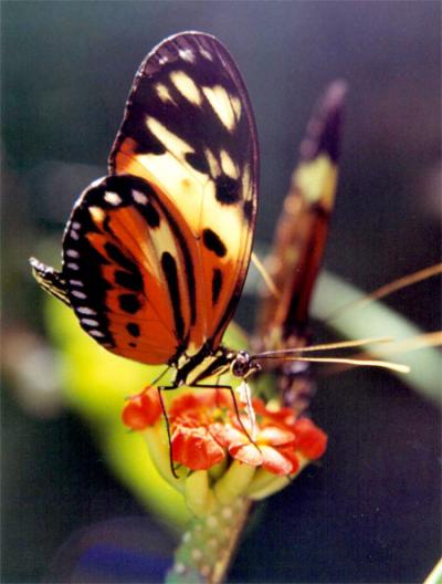 <i>Heliconius numata</i>