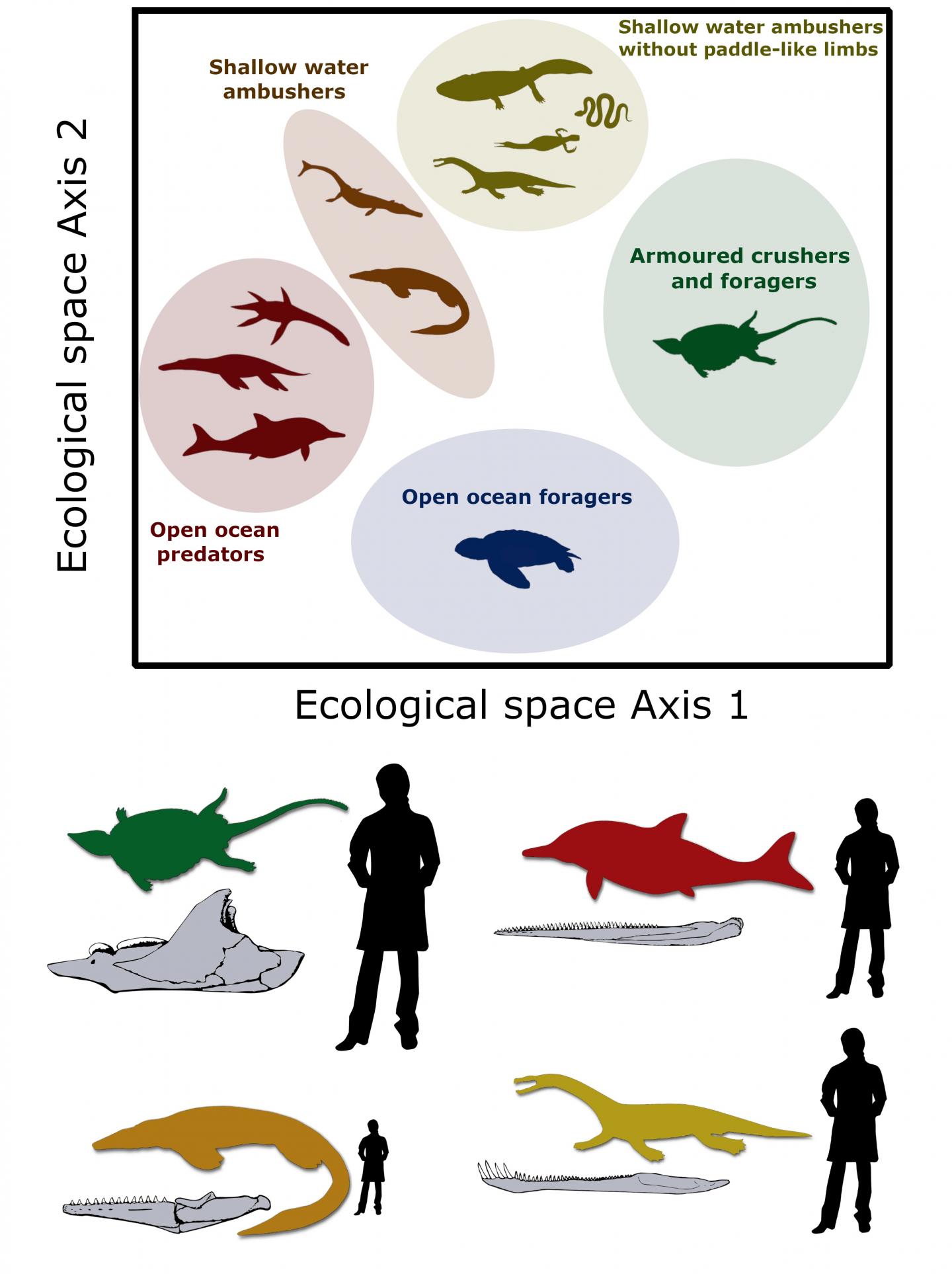 Mesozoic marine tetrapod ecospace