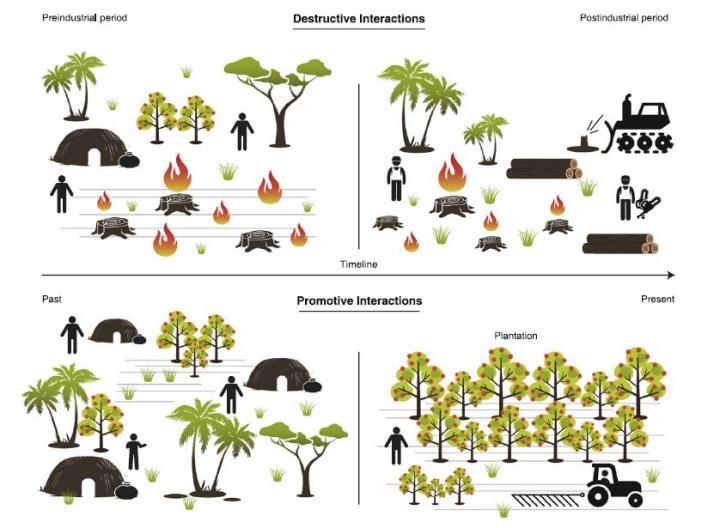 Figure Showing How Humans Promote or Suppress Trees