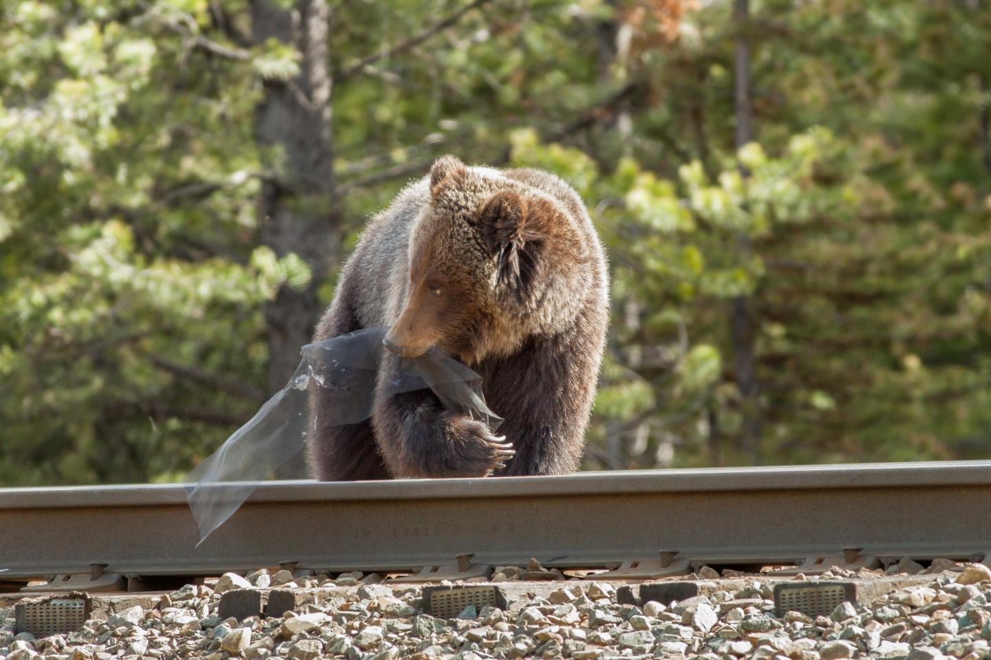 Some Grizzly Bears Appear to Target Railways for Foraging in Canadian National Parks