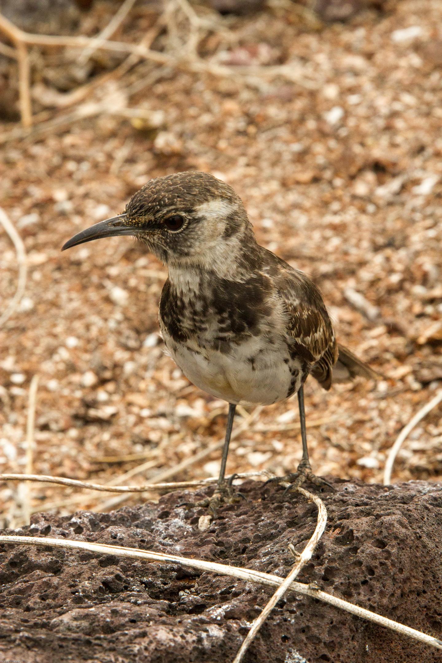 Invasive Species Jeopardize Already Threatened Island Animals (4 of 12)