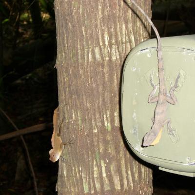 Puerto Rican Anole and Robot Lizard