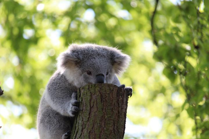 Koala
