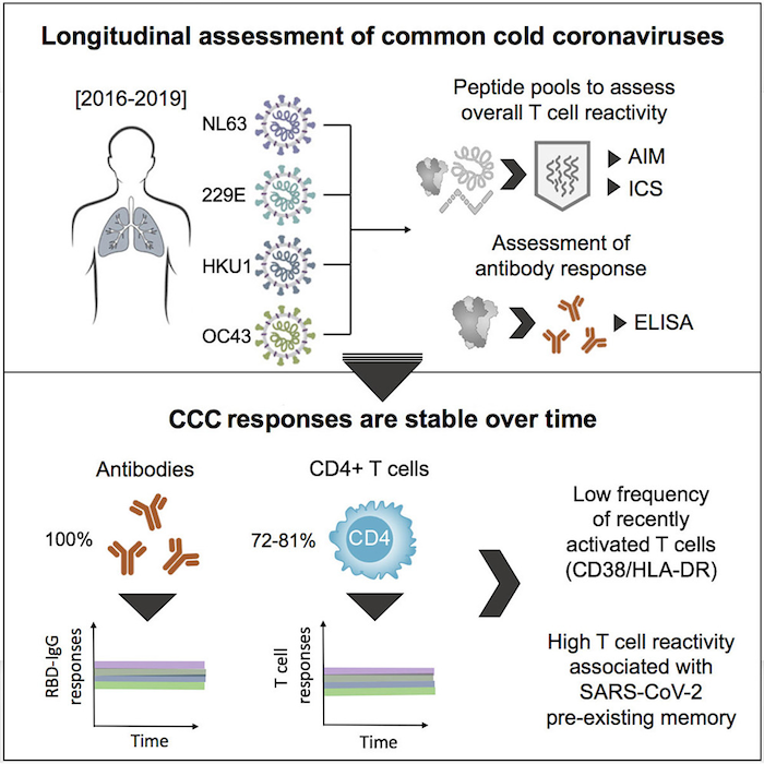 common cold cell