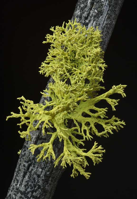 Wolf Lichen