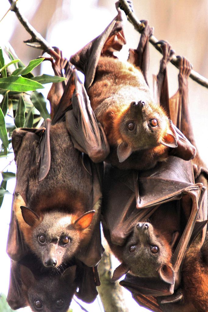 Little Red Flying Foxes Hanging in a Close Group, in Maitland NSW