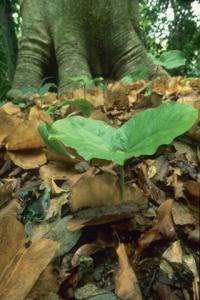 <i>Cavanillesia plantanifolia</i> Seedling