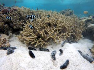 ‘Janitors’ of the Sea: Overharvested sea cucumbers play crucial role in protecting coral