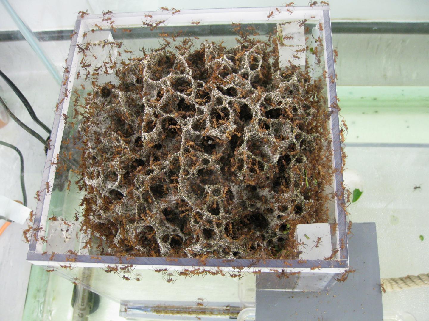 Ants in Their Fungus Garden -- Top View