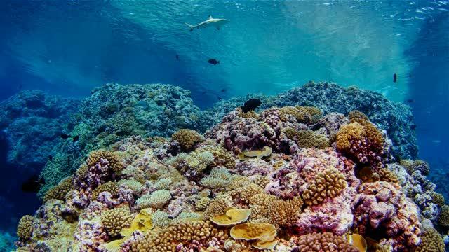 Coral Feeding Strategies and Reef Resilience