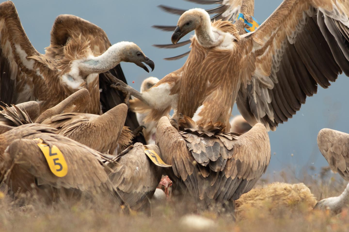 Griffon Vultures in Eastern Balkan Mountains