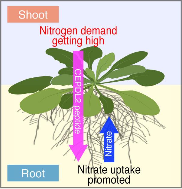 Shoot-to-root mobile CEPDL2