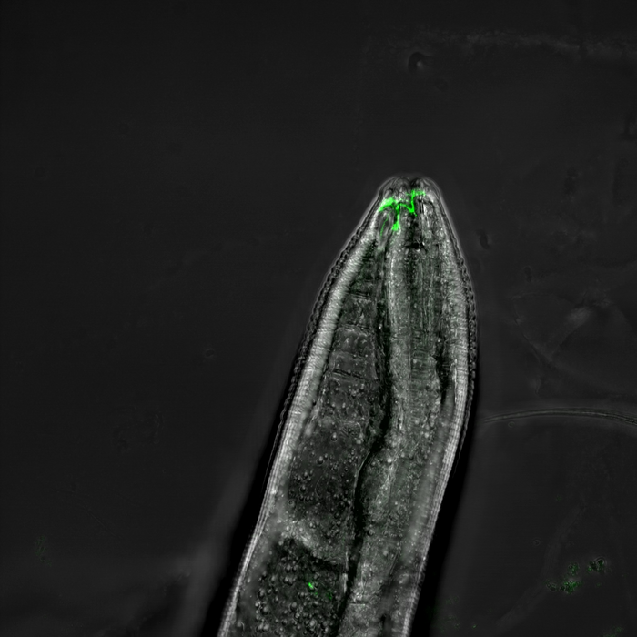 The head of an adult C. elegans worm. An olfactory neuron expressing a particular type of odorrant receptor is shown in green.