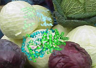 Cabbage and Enzymes