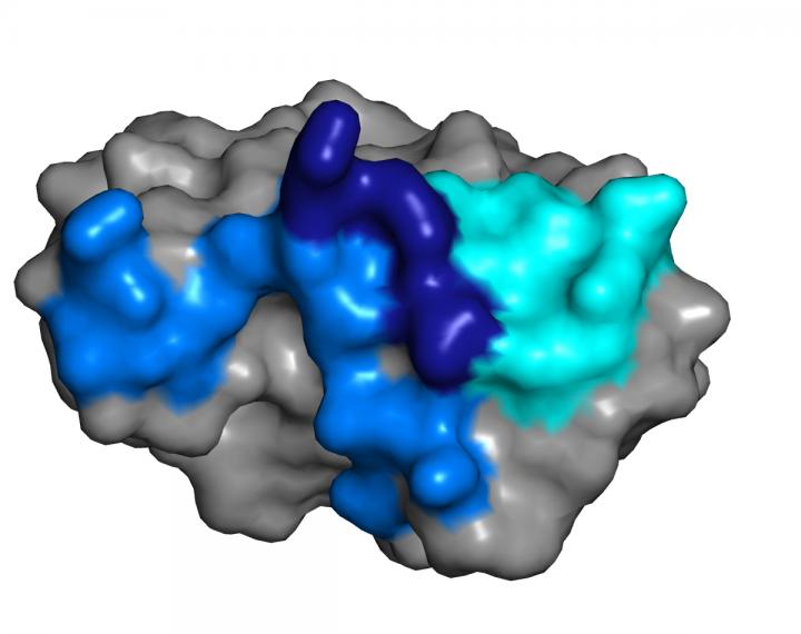 Potential Vaccine for Zika