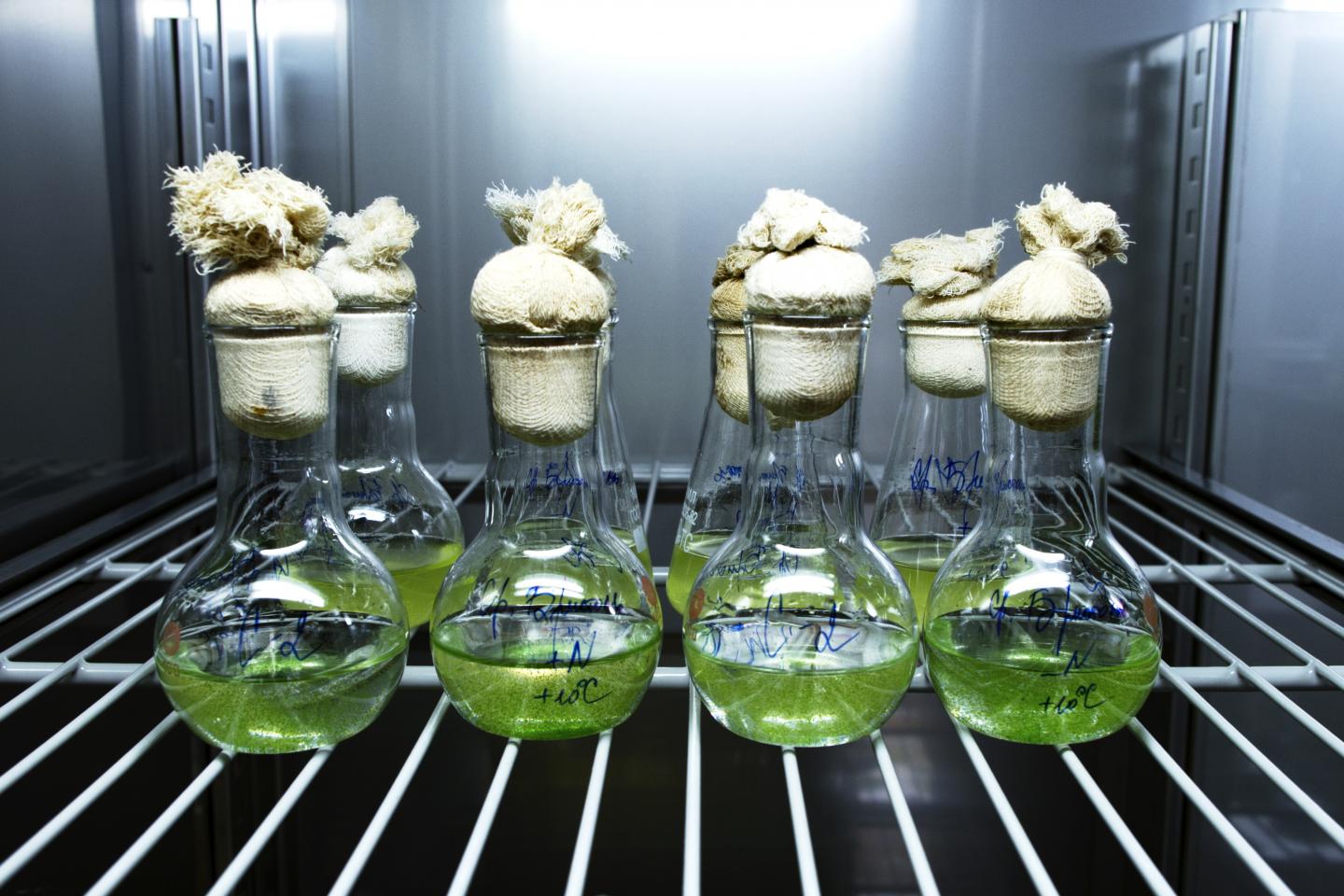 Special Refrigerators to Store a Collection of Algae