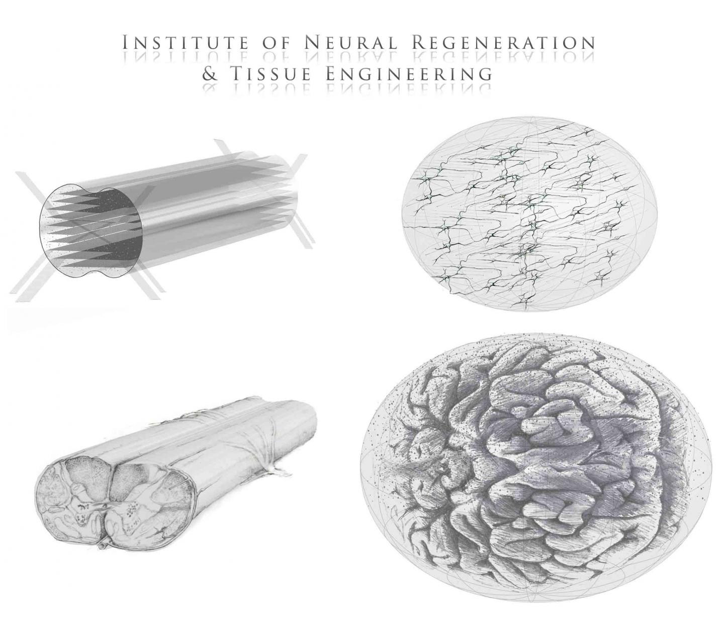 3-D Neural Tissue Construct Designs