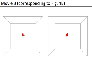 Flow around the numerical butterfly model