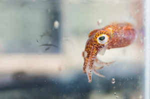The Hawaiian bobtail squid hosts symbiotic bacteria in what’s known as its light organ to protect the squid from predators.