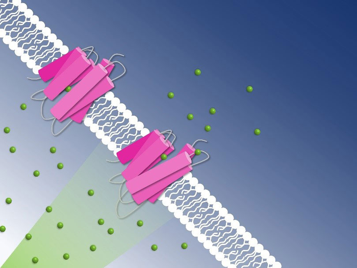 Photoactive chloride pumping through the cell membrane captured by time-resolved serial crystallography