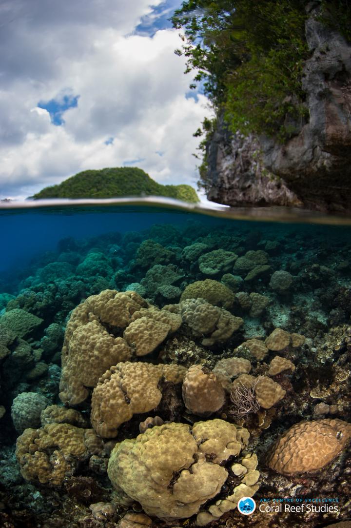 Restoring coral reefs benefits entire ecosystems and economies •