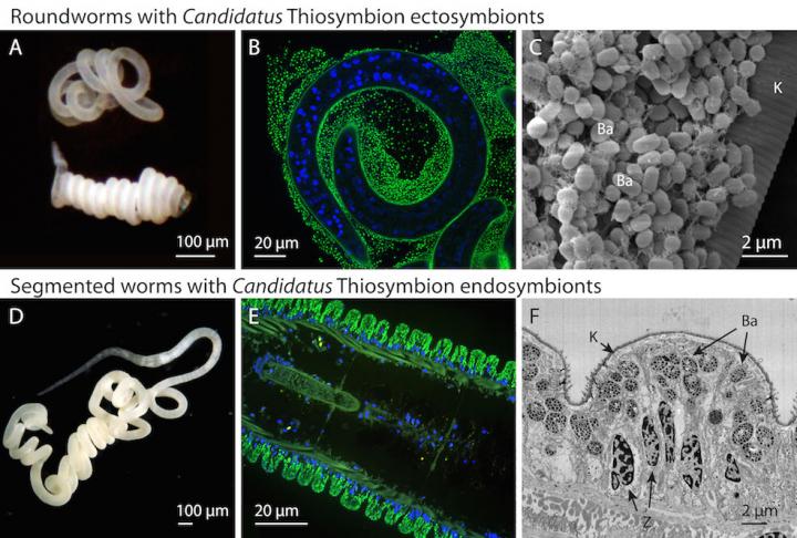 Roundworms Symbionts