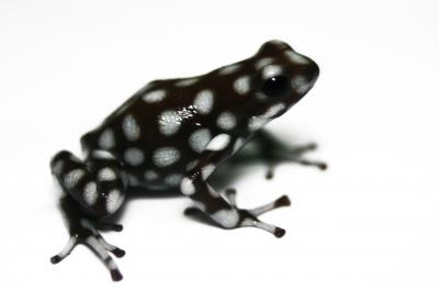Dendrobates mysteriosus