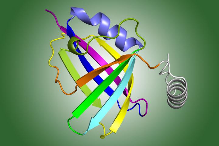 Structure of NS1