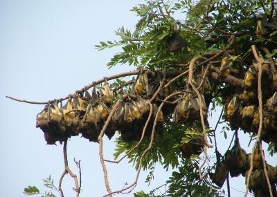 Roosting Straw-Colored Fruit Bats