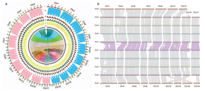 Whole-genome comparisons within H. cordata.