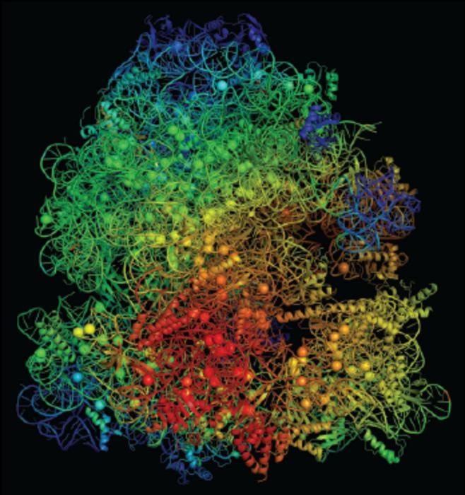 Ribosome model