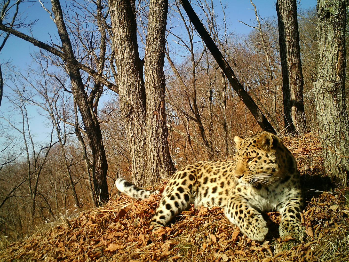 Amur Leopard