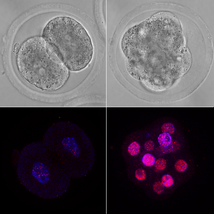 Mouse embryos exhibiting DNA damage