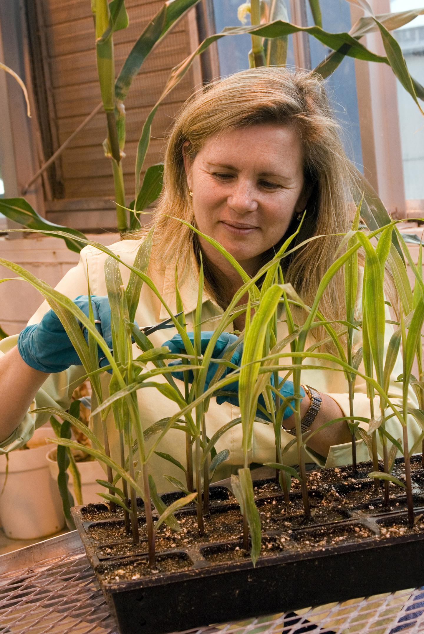 ARS USDA Molecular Biologist Doreen Ware