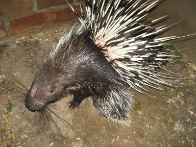 Farmed Porcupine in Vietnam