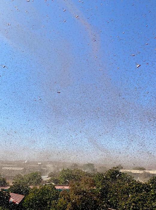 Locust swarm in Ethiopia