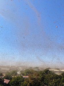 Locust swarm in Ethiopia
