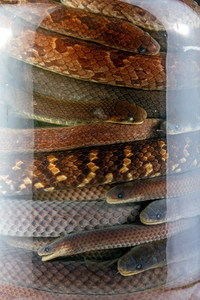 A jar full of Atractus snakes