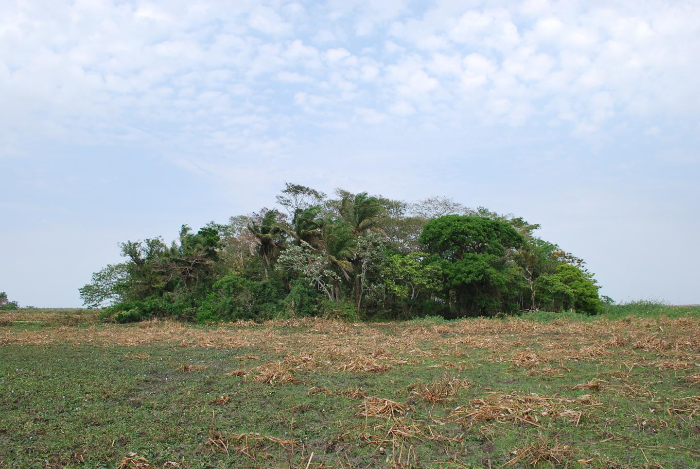 forest island