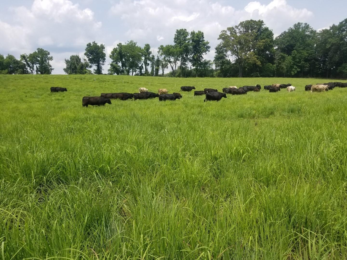 Cattle Graze a Native Grass Pasture in Montgomery County, Tennessee