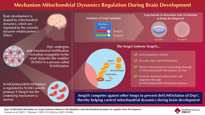 Mechanism Mitochondrial Dynamics Regulation During Brain Development