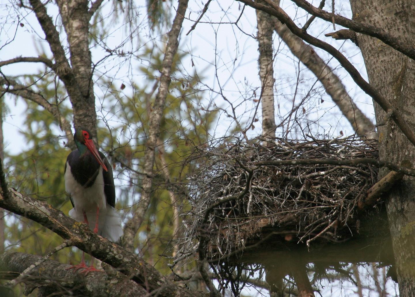 Stork