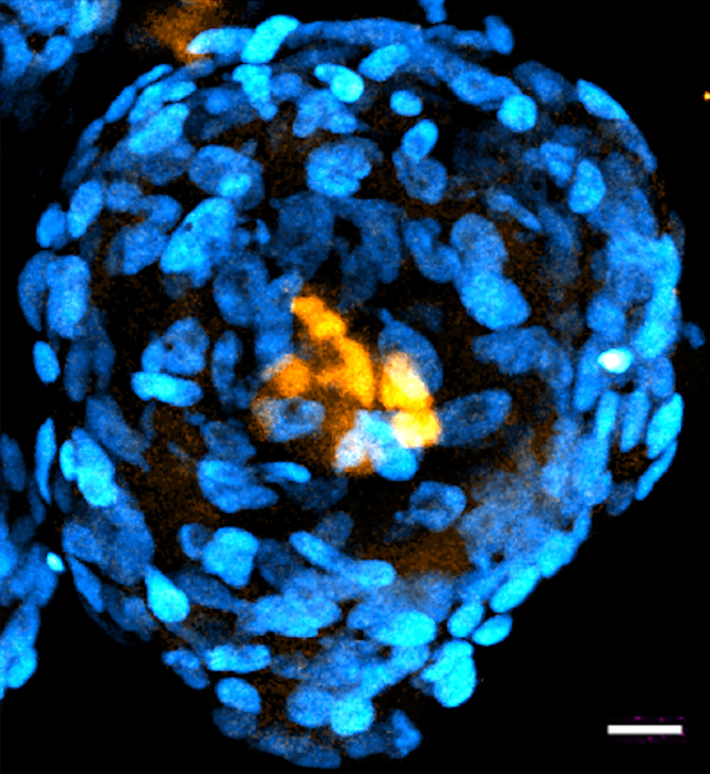 Embryonic-like Structure from Human Stem Cells