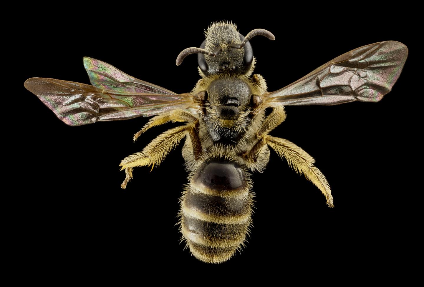 Bee Antennae Offer Links between the Evolution of Social Behavior and Communication
