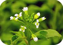 Arabidopsis